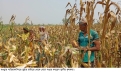 বগুড়ায় ভুট্টার ফলনে হাসছে কৃষক